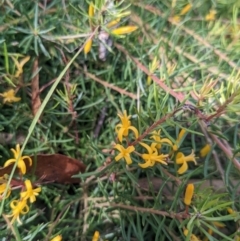 Persoonia chamaepeuce at Paddys River, ACT - 27 Jan 2022 10:08 AM