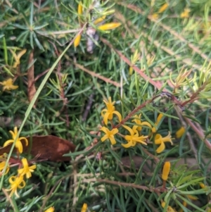 Persoonia chamaepeuce at Paddys River, ACT - 27 Jan 2022 10:08 AM