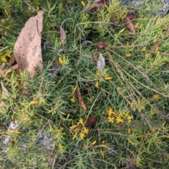 Persoonia chamaepeuce at Paddys River, ACT - 27 Jan 2022 10:08 AM