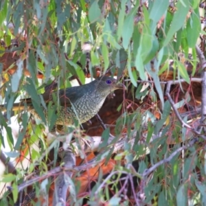 Ptilonorhynchus violaceus at Richardson, ACT - 27 Jan 2022