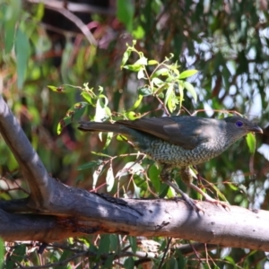 Ptilonorhynchus violaceus at Richardson, ACT - 27 Jan 2022