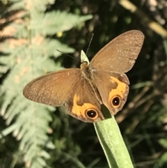 Hypocysta metirius (Brown Ringlet) at Broulee, NSW - 26 Jan 2022 by Tapirlord