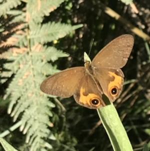 Hypocysta metirius at Broulee, NSW - 26 Jan 2022 08:11 AM