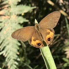 Hypocysta metirius at Broulee, NSW - 26 Jan 2022