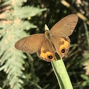 Hypocysta metirius at Broulee, NSW - 26 Jan 2022