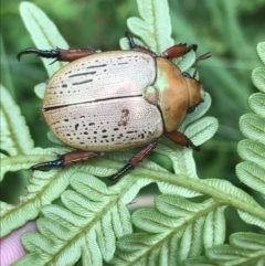 Anoplognathus olivieri (A christmas beetle) at Moruya, NSW - 26 Jan 2022 by Tapirlord
