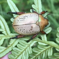 Anoplognathus olivieri at Batemans Marine Park - 26 Jan 2022