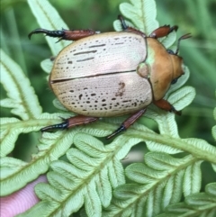 Anoplognathus olivieri at Batemans Marine Park - 26 Jan 2022