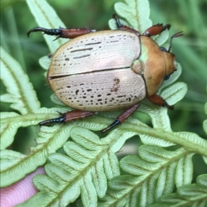 Anoplognathus olivieri at Batemans Marine Park - 26 Jan 2022