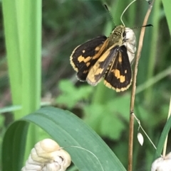 Ocybadistes flavovittata (Narrow-brand grass-dart) at Broulee, NSW - 25 Jan 2022 by Tapirlord