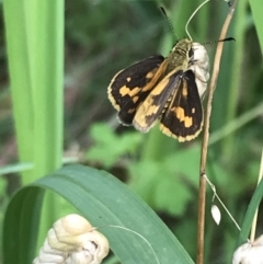 Unidentified Skipper (Hesperiidae) (TBC) at Broulee, NSW - 25 Jan 2022 by Tapirlord