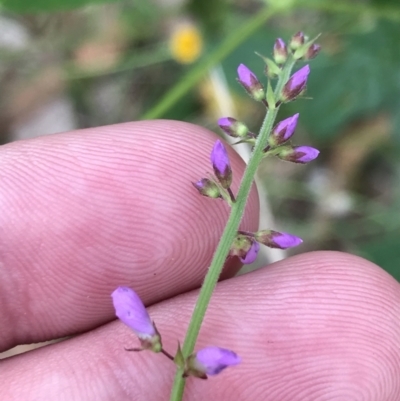 Oxytes brachypoda (Large Tick-trefoil) at Broulee, NSW - 25 Jan 2022 by Tapirlord