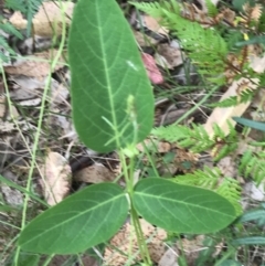 Oxytes brachypoda at Broulee, NSW - 26 Jan 2022 08:30 AM