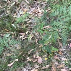 Oxytes brachypoda at Broulee, NSW - 26 Jan 2022 08:30 AM