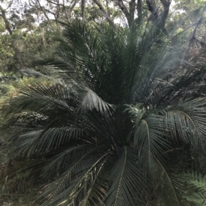 Macrozamia communis at Broulee, NSW - suppressed