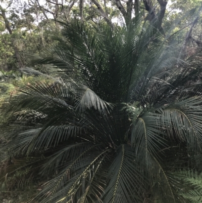 Macrozamia communis (Burrawang) at Broulee, NSW - 25 Jan 2022 by Tapirlord