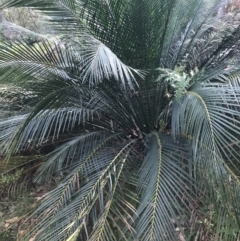 Macrozamia communis at Broulee, NSW - suppressed