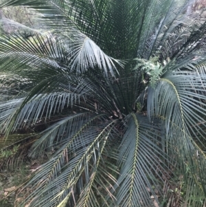 Macrozamia communis at Broulee, NSW - suppressed