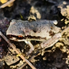 Litoria quiritatus (Screaming Tree Frog) at Jerrawangala National Park - 28 Jan 2022 by RobG1