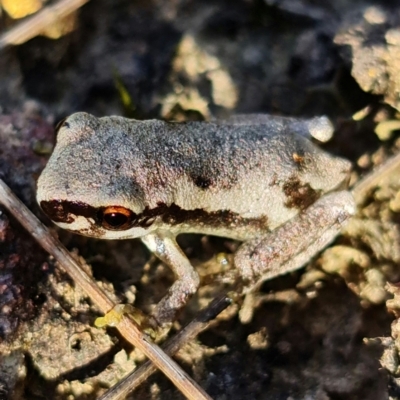 Litoria quiritatus (Screaming Tree Frog) at Jerrawangala National Park - 28 Jan 2022 by RobG1