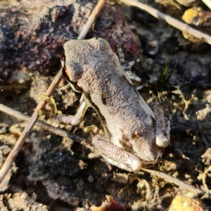 Litoria quiritatus at Jerrawangala, NSW - 28 Jan 2022 05:28 PM