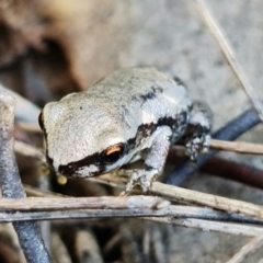 Litoria quiritatus at Jerrawangala, NSW - 28 Jan 2022 05:28 PM