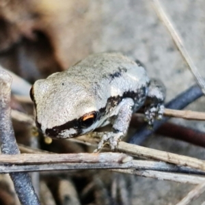 Litoria quiritatus at Jerrawangala, NSW - 28 Jan 2022 05:28 PM