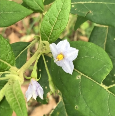 Solanum stelligerum (Devil's Needles) at Broulee, NSW - 25 Jan 2022 by Tapirlord