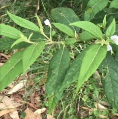 Solanum stelligerum at Broulee, NSW - 26 Jan 2022 08:32 AM