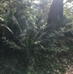 Solanum stelligerum at Broulee, NSW - 26 Jan 2022