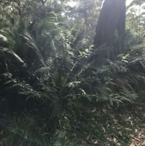 Solanum stelligerum at Broulee, NSW - 26 Jan 2022