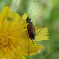 Trigonidium sp. (genus) (A Sword-tail Cricket) at Murrumbateman, NSW - 28 Jan 2022 by SimoneC