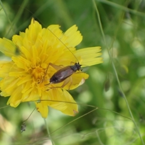 Trigonidium sp. (genus) at Murrumbateman, NSW - 28 Jan 2022