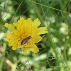 Trigonidium sp. (genus) at Murrumbateman, NSW - 28 Jan 2022