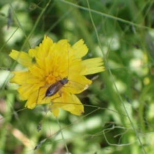 Trigonidium sp. (genus) at Murrumbateman, NSW - 28 Jan 2022