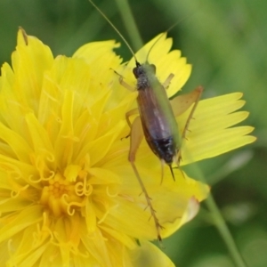 Trigonidium sp. (genus) at Murrumbateman, NSW - 28 Jan 2022