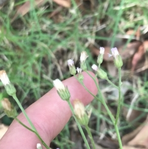 Cyanthillium cinereum at Broulee, NSW - 26 Jan 2022 08:34 AM