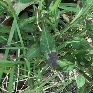 Cyanthillium cinereum at Broulee, NSW - 26 Jan 2022 08:34 AM