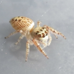 Opisthoncus sexmaculatus at Narrabundah, ACT - 24 Jan 2022