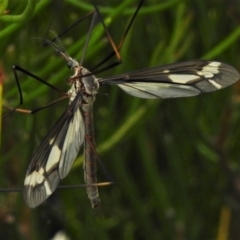 Ptilogyna sp. (genus) (A crane fly) at Gibraltar Pines - 25 Jan 2022 by JohnBundock
