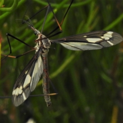 Ptilogyna sp. (genus) (A crane fly) at Paddys River, ACT - 25 Jan 2022 by JohnBundock
