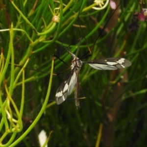 Ptilogyna sp. (genus) at Paddys River, ACT - 25 Jan 2022