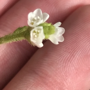 Persicaria strigosa at Broulee, NSW - 26 Jan 2022