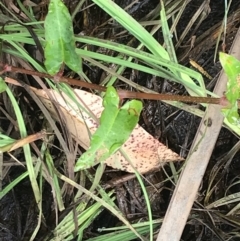 Persicaria strigosa at Broulee, NSW - 26 Jan 2022 08:43 AM