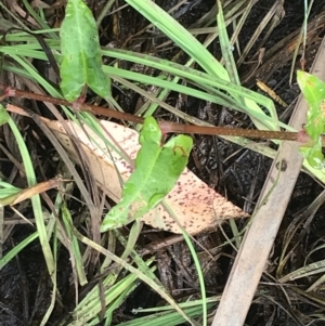 Persicaria strigosa at Broulee, NSW - 26 Jan 2022 08:43 AM