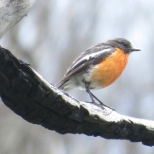 Petroica phoenicea at Cotter River, ACT - 20 Jan 2022