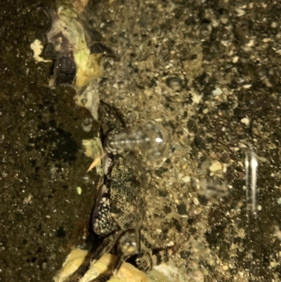 Leptograpsus variegatus (Purple Rock Crab) at Batemans Marine Park - 23 Jan 2022 by JaceWT