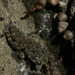Leptograpsus variegatus (Purple Rock Crab) at Broulee Moruya Nature Observation Area - 23 Jan 2022 by JaceWT