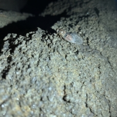 Unidentified Cicada (Hemiptera, Cicadoidea) (TBC) at Broulee, NSW - 23 Jan 2022 by JaceWT