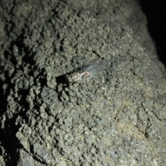 Haemopsalta aktites at Batemans Marine Park - 23 Jan 2022 08:48 PM